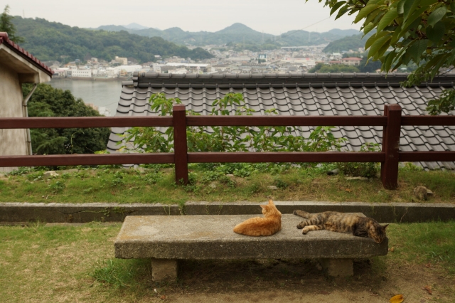 soku_28380.jpg :: 風景 自然 猫 