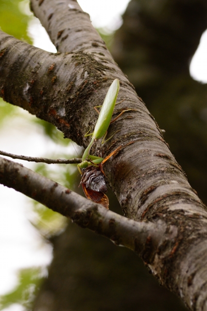 soku_28388.jpg :: 自然 樹木 蟷螂とセミ 