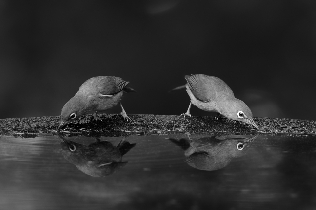 soku_28432.jpg :: 動物 鳥 野鳥 自然の鳥 未記入鳥 水鏡 