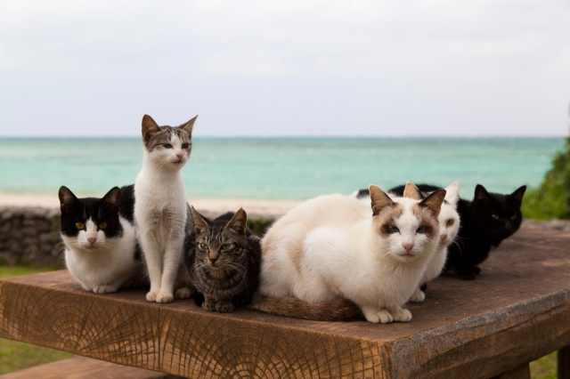 soku_28439.jpg :: 動物 哺乳類 猫 ネコたち 