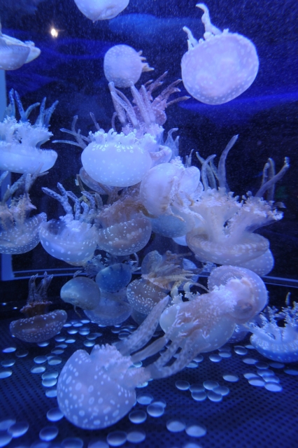 soku_28555.jpg :: 動物 海の生物 クラゲ 