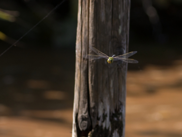 soku_28602.jpg :: 動物 虫 昆虫 蜻蛉 トンボ 