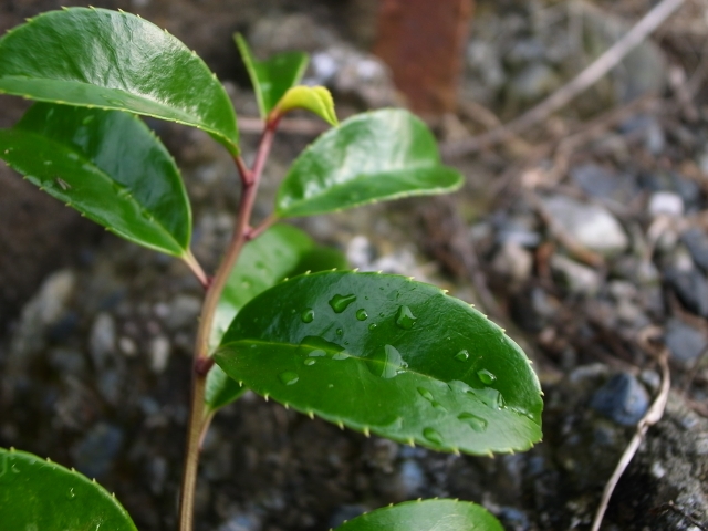 soku_28607.jpg :: 植物 草葉 水 水滴 