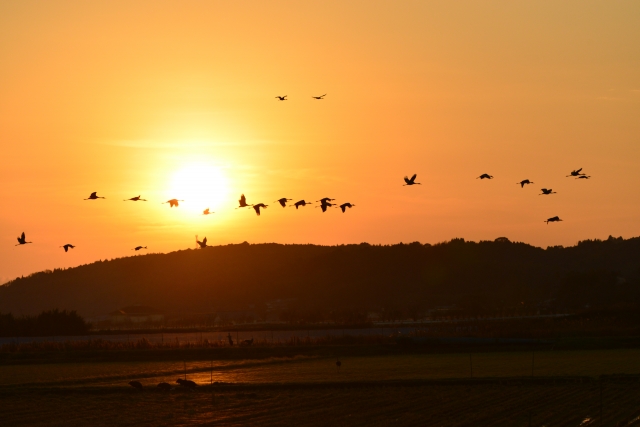 soku_28655.jpg :: 動物 鳥 野鳥 自然の鳥 未記入鳥 風景 自然 空 夕日 夕焼け 日没 