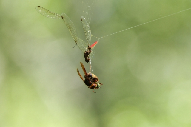 soku_28698.jpg :: 動物 虫 昆虫 蜻蛉 トンボ と蜂 蜘蛛の巣 