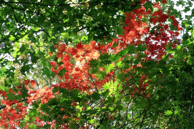 soku_28803.jpg :: 風景 自然 紅葉 赤い紅葉 