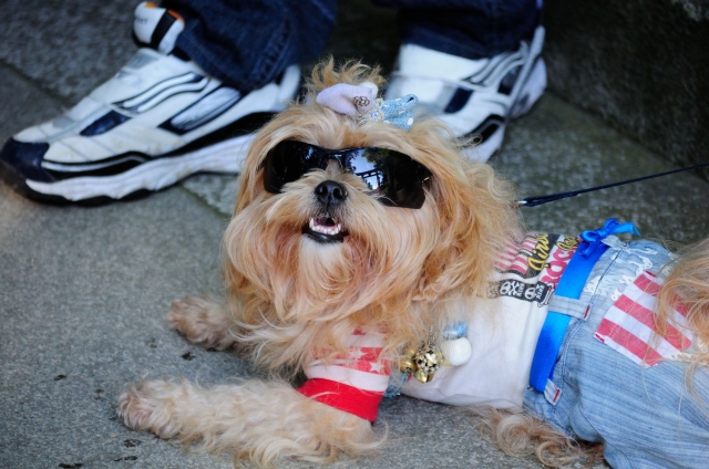 soku_28830.jpg :: 動物 ペット 犬 イヌのサングラス 