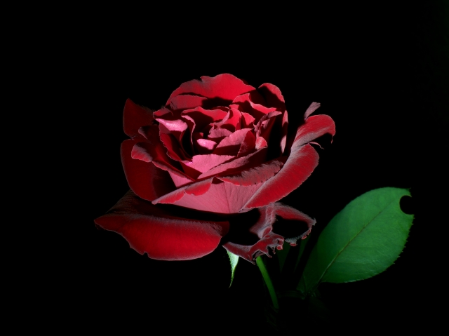 soku_28883.jpg :: 植物 花 薔薇 黒とバラ 