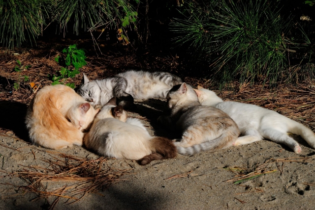 soku_28906.jpg :: 動物 哺乳類 猫 ネコたち 