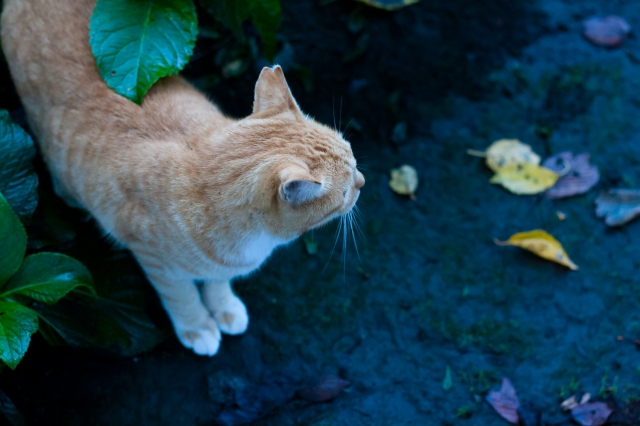soku_28943.jpg :: 動物 哺乳類 猫 ネコ 