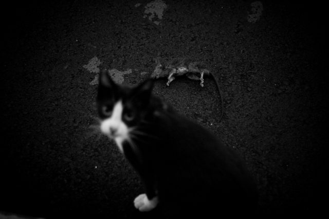 soku_28945.jpg :: 動物 哺乳類 猫 ネコ 