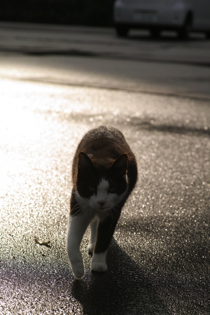 soku_29083.jpg :: 動物 哺乳類 猫 ネコ 