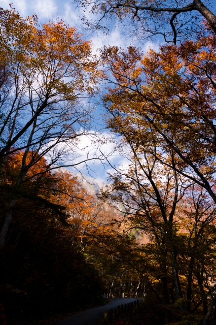 soku_29122.jpg :: 風景 自然 山道 山の紅葉 