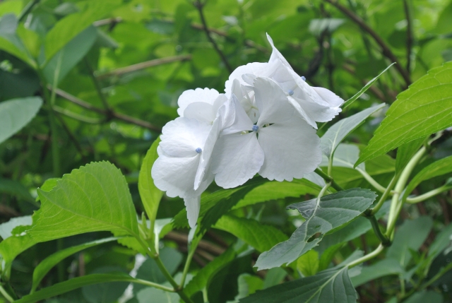 soku_29159.jpg :: 植物 花 白い花 