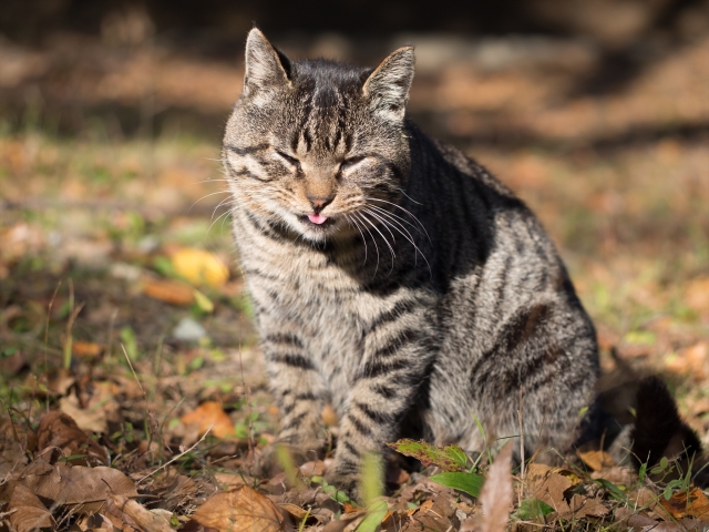 soku_29302.jpg :: 動物 哺乳類 猫 ネコ 