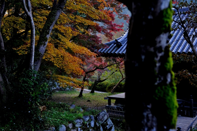 soku_29308.jpg :: 風景 自然 紅葉 寺社の紅葉 