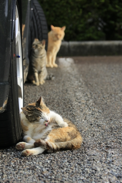 soku_29369.jpg :: 猫と車 