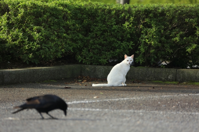 soku_29370.jpg :: 猫とカラス 