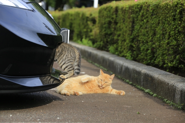 soku_29371.jpg :: 猫と車 
