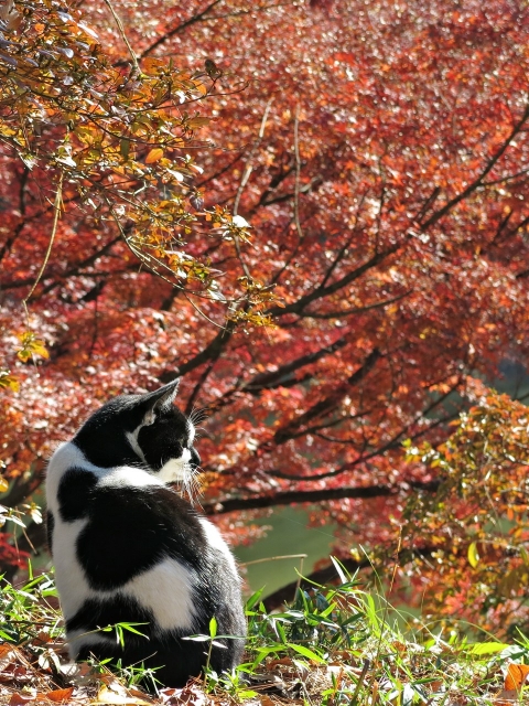 soku_29401.jpg :: PowerShotG15 水分 湖 コンデジ埼玉 lock 風景 自然 紅葉 赤い紅葉 動物 哺乳類 猫 ネコ ぬこ(笑) 