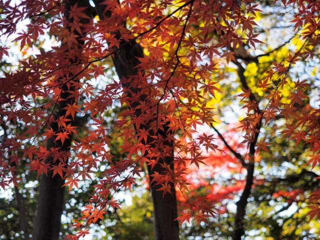 soku_29405.jpg :: 風景 自然 紅葉 赤い紅葉 
