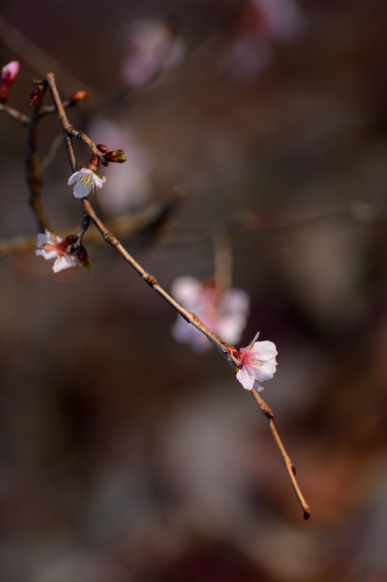 soku_29422.jpg :: 植物 花 桜 サクラ 冬桜 