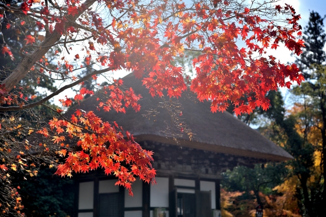 soku_29435.jpg :: 風景 自然 紅葉 寺社の紅葉 