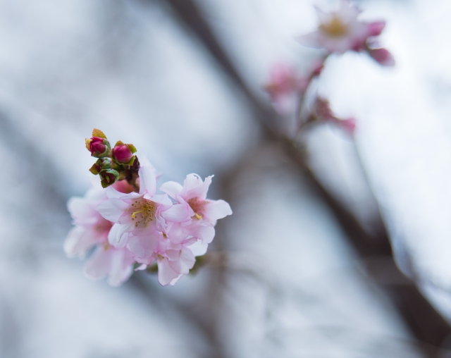 soku_29727.jpg :: 植物 花 ピンクの花 桃 