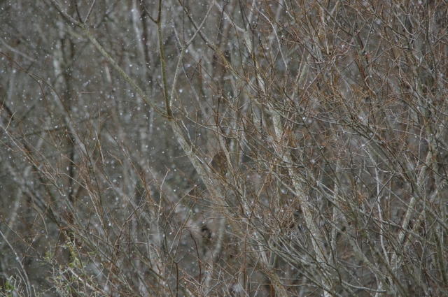 soku_29751.jpg :: 風景 自然 木 雪 