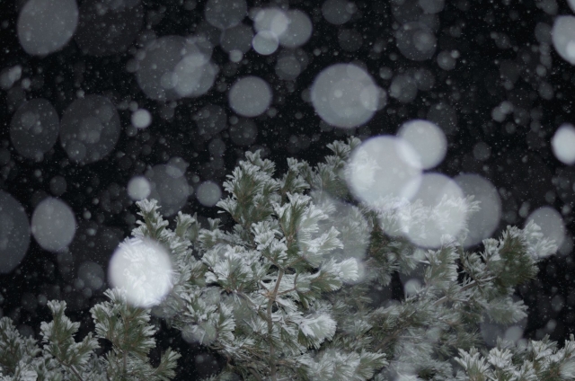 soku_29852.jpg :: 風景 自然 樹木 雪 