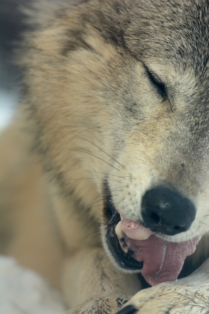 soku_29932.jpg :: 動物 哺乳類 狼 オオカミ 円山動物園 