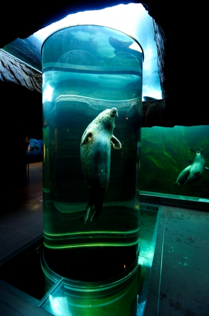soku_29941.jpg :: 動物 海の生物 ゴマフアザラシ 旭山動物園 