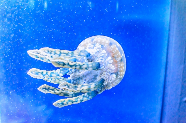 soku_30077.jpg :: 動物 海の生物 クラゲ 
