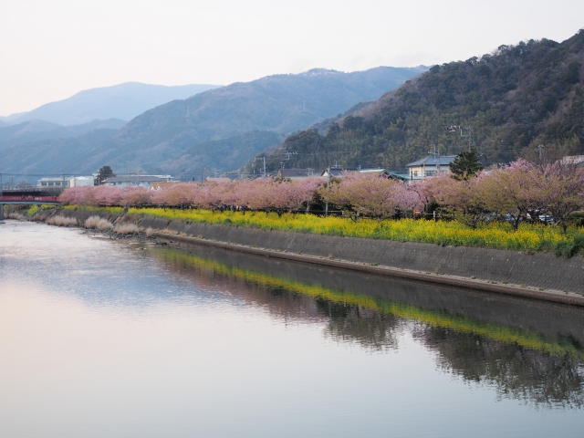 soku_30082.jpg :: 風景 自然 山 川 桜 菜の花 