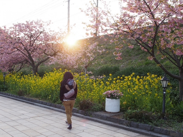 soku_30084.jpg :: 植物 花 桜 菜の花 人物 人と風景 