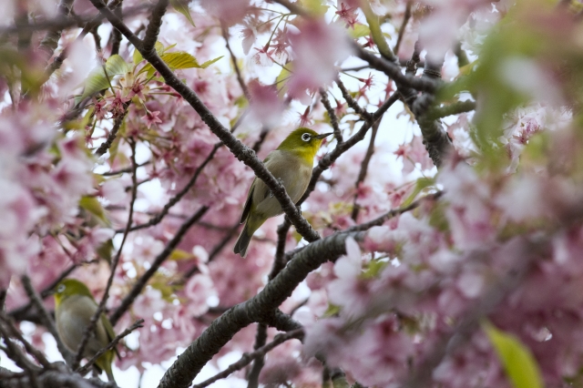 soku_30108.jpg :: 植物 花 桜 サクラ 動物 鳥 野鳥 自然の鳥 メジロ 