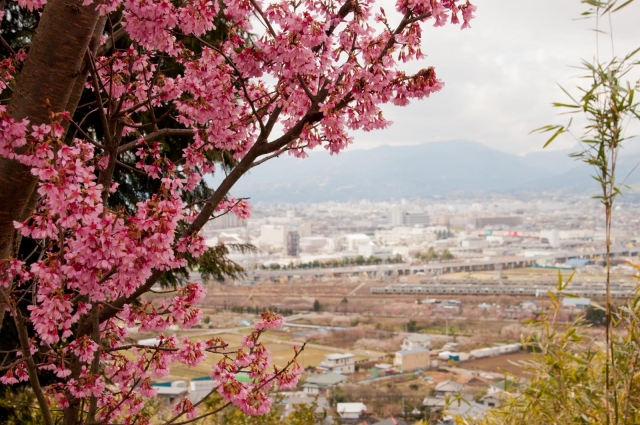soku_30121.jpg :: 風景 自然 山 桜 