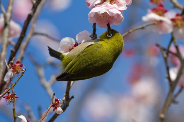 soku_30138.jpg :: 動物 鳥 野鳥 自然の鳥 メジロ 