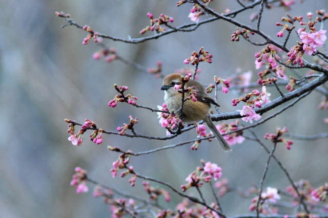soku_30139.jpg :: 動物 野鳥 モズ 桜 