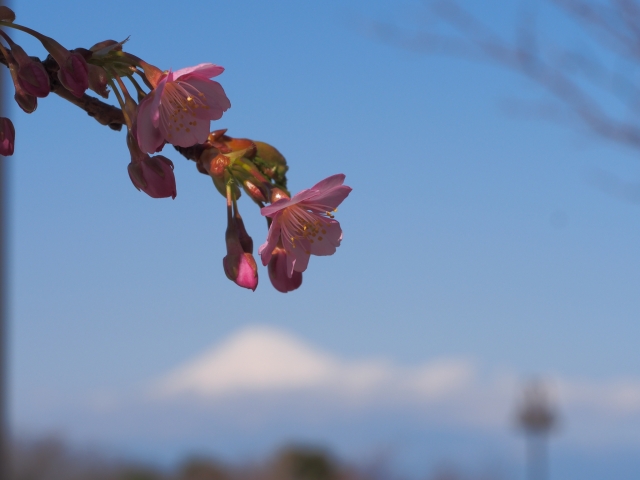soku_30156.jpg :: 植物 花 桜 サクラ 
