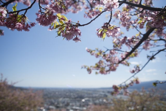 soku_30192.jpg :: 植物 花 桜 サクラ 