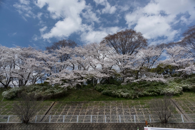 soku_30231.jpg :: 植物 花 桜 サクラ 万博公園 