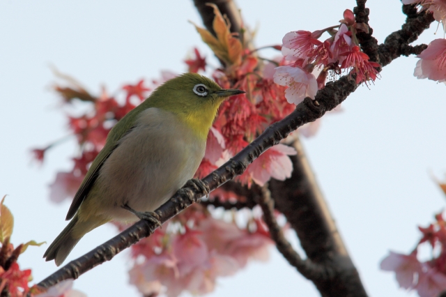 soku_30238.jpg :: 植物 花 桜 サクラ 動物 鳥 野山の鳥 メジロ by Atami 