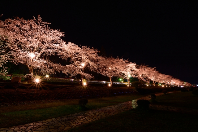 soku_30239.jpg :: 植物 花 桜 サクラ 夜桜 満開 