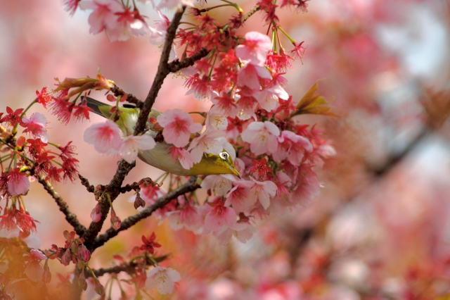 soku_30243.jpg :: 植物 花 桜 サクラ 動物 鳥 野山の鳥 メジロ by Atami 