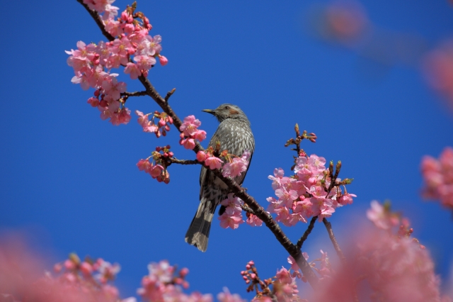 soku_30248.jpg :: 動物 鳥 ヒヨドリ 河津桜 by kawazu 