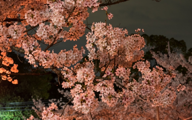 soku_30251.jpg :: 植物 花 桜 サクラ 夜桜 