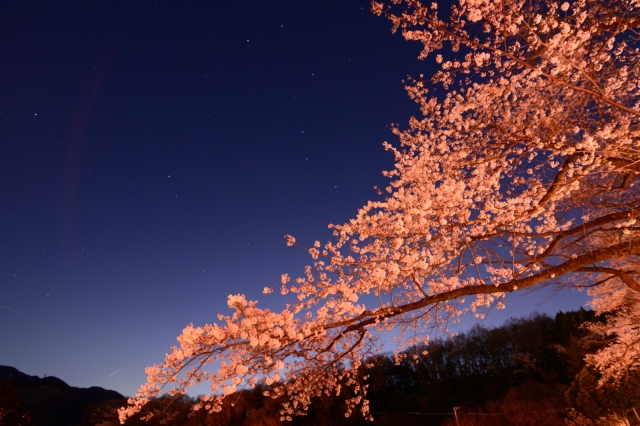 soku_30263.jpg :: 植物 花 桜 サクラ 夜桜 満開 