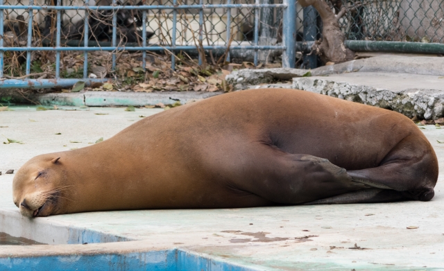soku_30271.jpg :: 動物 哺乳類 海の生物 アザラシ アシカ 天王寺動物園 