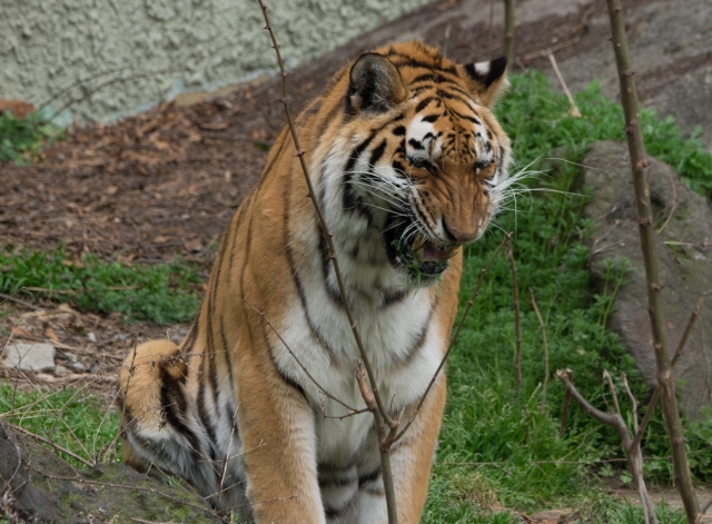 soku_30273.jpg :: 動物 哺乳類 虎 アムールトラ 天王寺動物園 